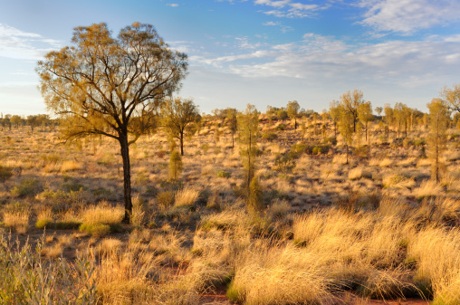 Desert Oak trees and grasses in outback region of central Australia.
