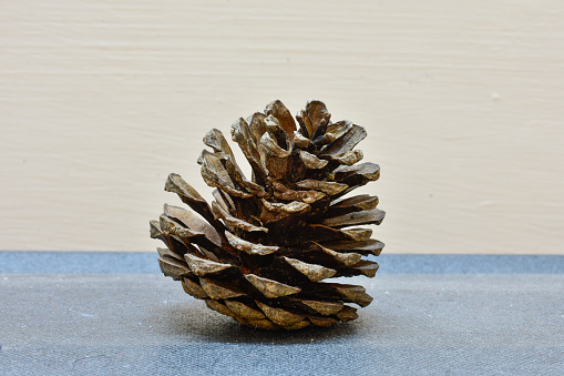 A pine cone .