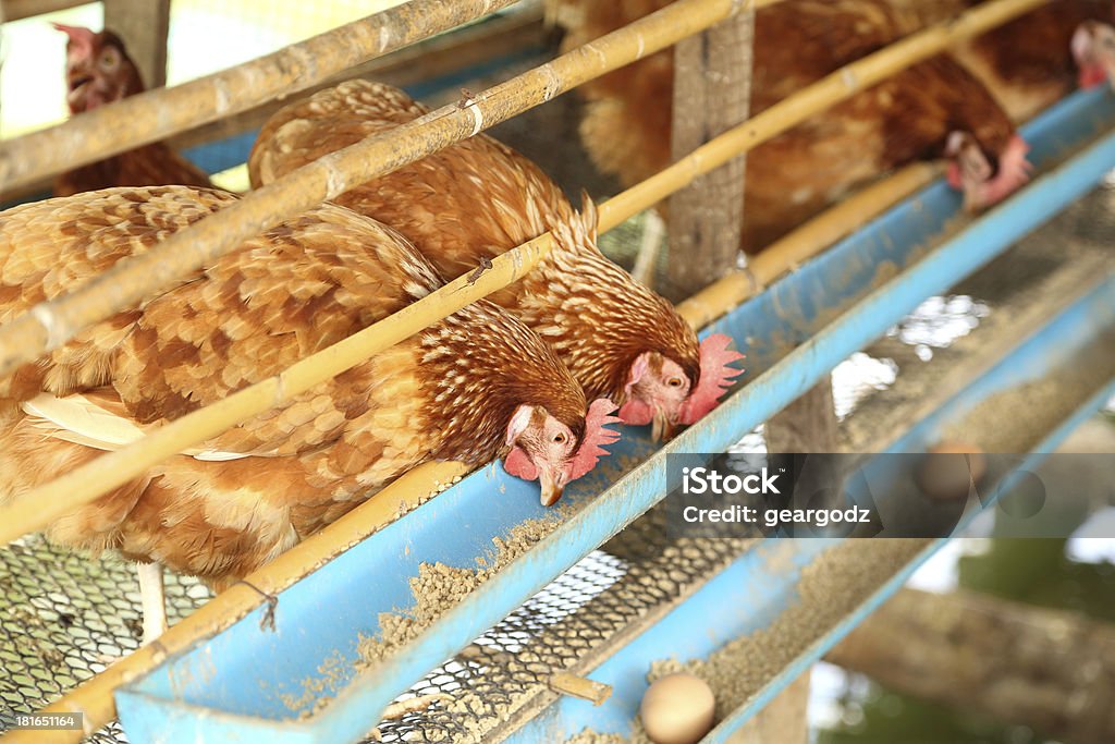 On i jajka jedzenia żywności w farm - Zbiór zdjęć royalty-free (Biznes)