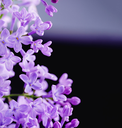 Beautiful lilac flowers. Blooming lilac bush with tender tiny flower. Purple lilac flower on the bush. Branch with lilac spring flowers. There are large lilac flowers on a branch of a lilac tree.