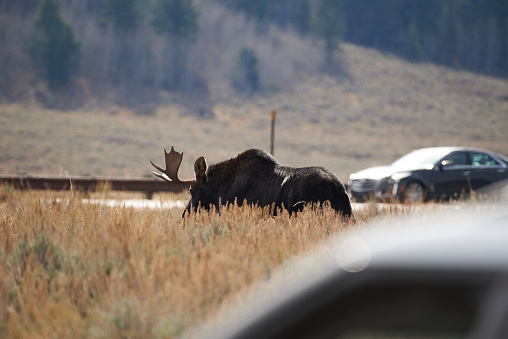 A moose in Grand Teton National Park travels from a grassy area on one side of a road to the wooded hillside on the other side of the road while vehicles parked and on the road watch as the moose approaches.