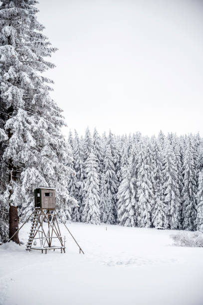 Landscape with coniferous forest in the Thuringian Forest in winter with snow.