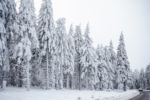 Landscape with coniferous forest in the Thuringian Forest in winter with snow.