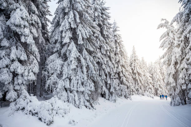 istock Coniferous forest in the Thuringian Forest in winter 1816523697
