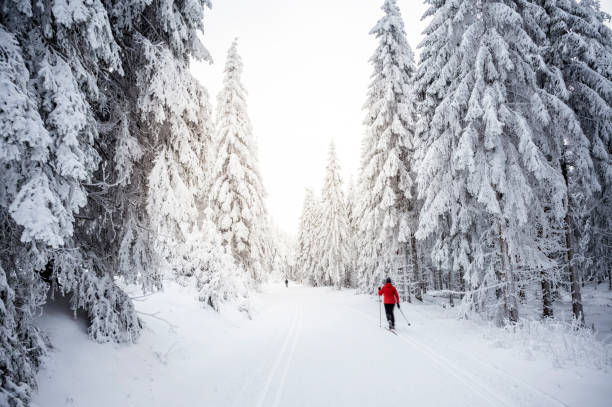 istock Coniferous forest in the Thuringian Forest in winter 1816524794