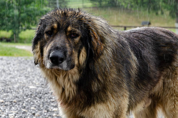 Romanian Carpathian Shepherd Dog Romanian Carpathian Shepherd Dog carpathian shepherd dogs stock pictures, royalty-free photos & images