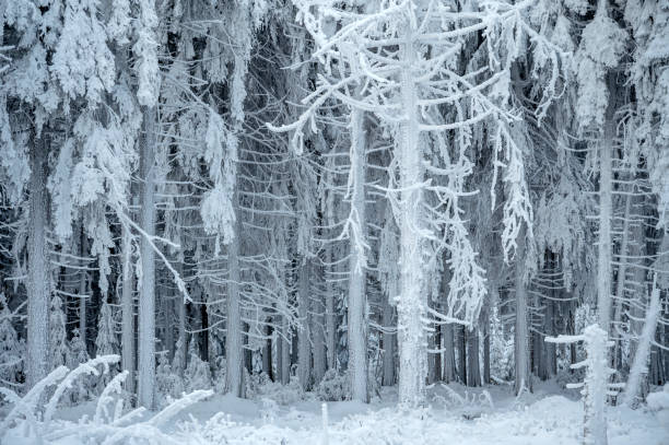 Landscape with coniferous forest in the Thuringian Forest in winter with snow. Detail of frozen trees.