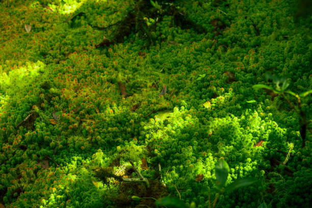 Sunlit Sphagnum moss in swamp forest. Nature landscape. Green peat moss. Carbon sequestration. Moss conservation. Moss ecology. Peatland carbon storage. Sphagnum habitats. Reservoir of the forest. musgo sphagnum iluminado por el sol en un bosque pantanoso. paisaje natural. turba verde. secuestro de carbono. conservación del musgo. ecología del musgo. almacenamiento de carbono en turberas. hábitats de sphagnum. reservorio del bosque.