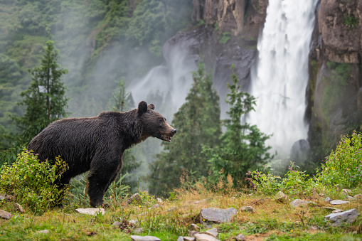 Wild Brown Bear (Ursus Arctos) in the national park on mountain waterfall background. Animal in natural habitat. Wildlife scene