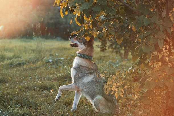 Dog on a walk in summer at sunset