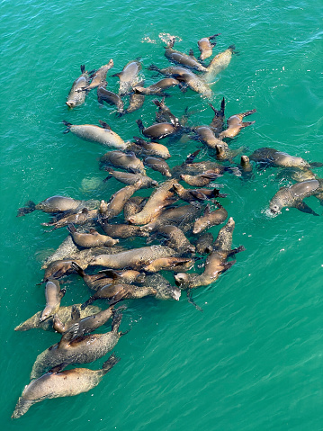 A group of seals floating together