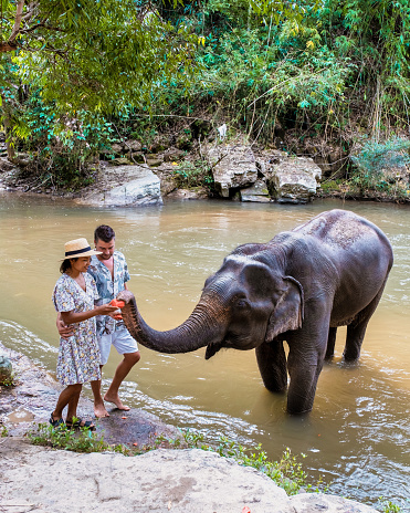 A couple feeding an Elephant at an Elephant orphanage sanctuary in Chiang Mai Thailand by a river, an Elephant farm in the mountains jungle of Chiang Mai Thailand.