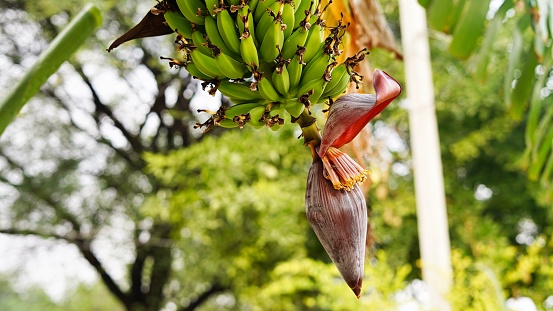 A bunch of fresh and healthy bananas on a vibrant tree in the lush tropics of India.