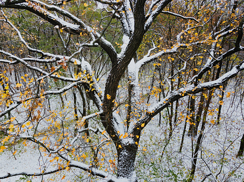 Beginning of winter in a park, a unique aerial view of trees covered by the first snow