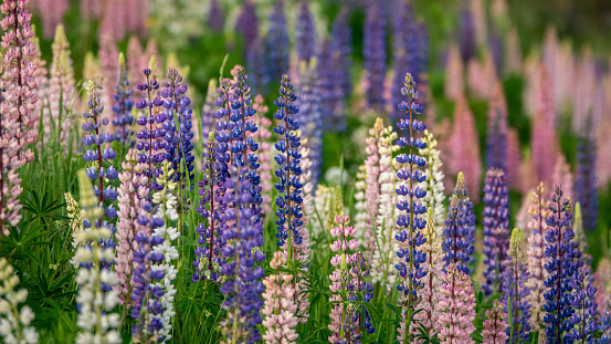 Colourful spikes of perennial Lupin blooms cultivated in the garden flower border.