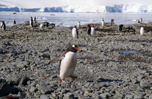 A penguin colony in Antarctica