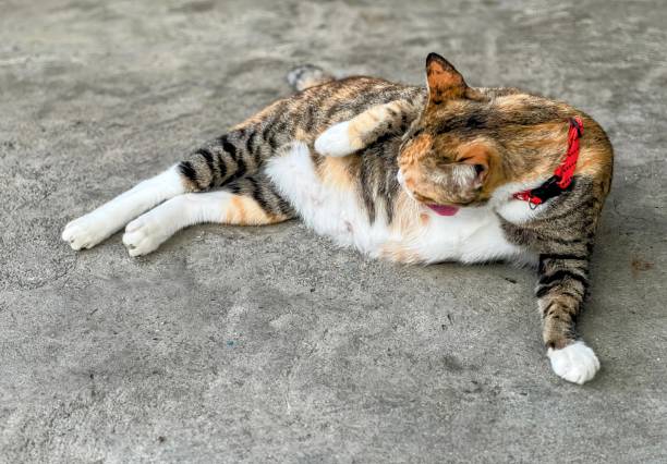 istock a cat laying on the ground with its paws on its back. 1816553727