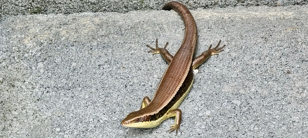 a lizard on the wall.