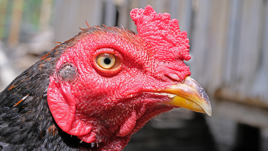 Close up of a rooster