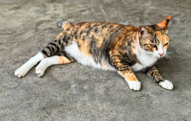 istock a cat laying on the ground with its front paws on its back. 1816556414