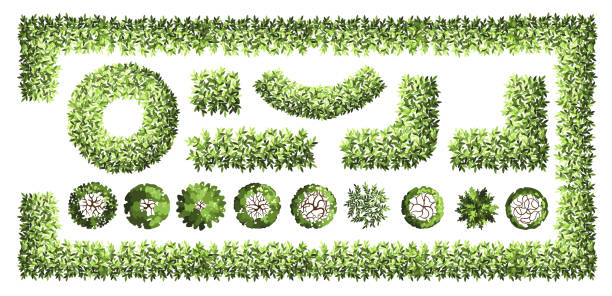 istock Maze garden for master plans. Top view for the architectural plan. Various trees, bushes, and shrubs. Vector illustration. 1816566540