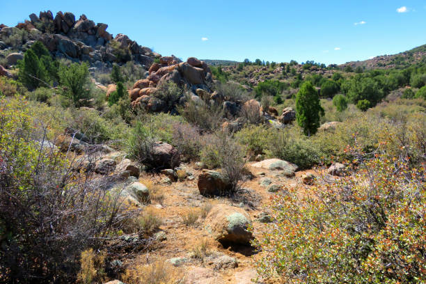 istock Kaibab National Forest Arizona 1816566573