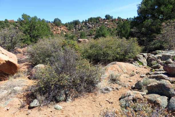 istock Kaibab National Forest Arizona 1816567117
