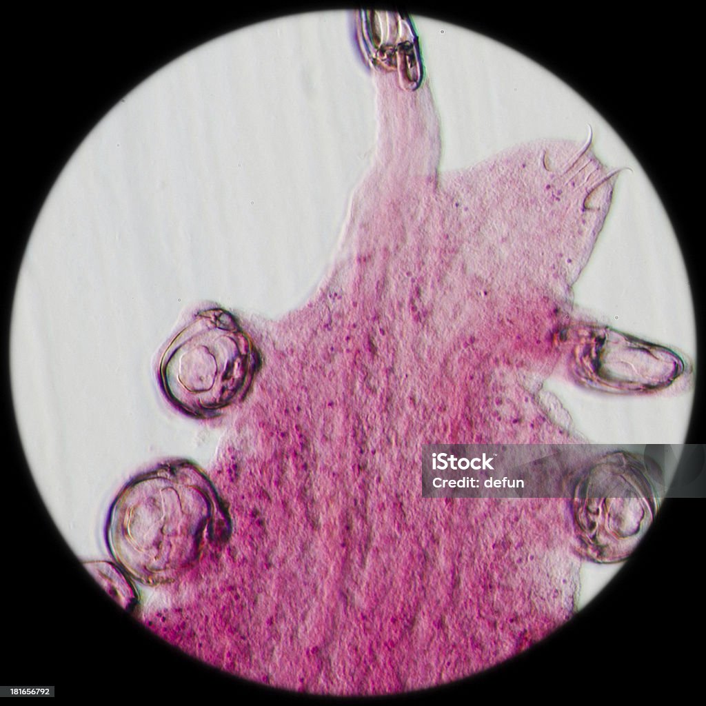 worm 기생충 후크 클립 - 로열티 프리 0명 스톡 사진