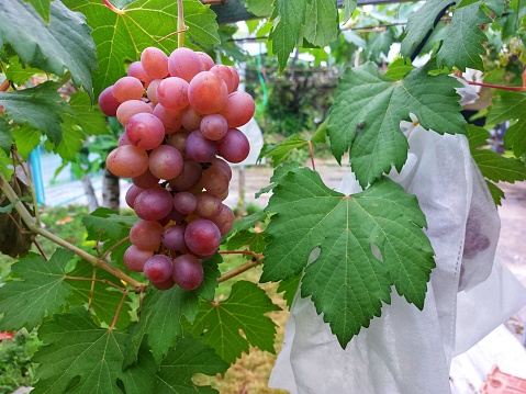 bunches of red grapes hanging from the branches in the vineyard