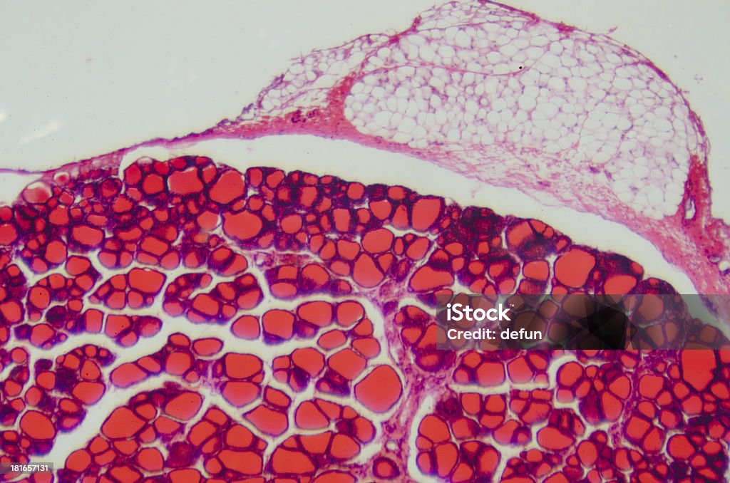 Scienza medica microscopiche thyroi anthropotomy Fisiologia umana - Foto stock royalty-free di Cellula umana