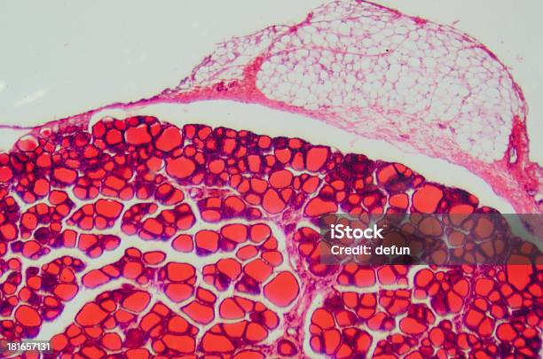 Scienza Medica Microscopiche Thyroi Anthropotomy Fisiologia Umana - Fotografie stock e altre immagini di Cellula umana