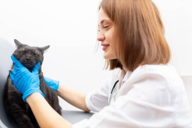 female veterinarian with cat in veterinary clinic - vet domestic cat veterinary medicine stethoscope imagens e fotografias de stock