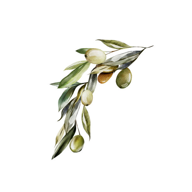 gałązka akwareli z oliwkami i zielonymi liśćmi. - olive green illustration and painting backgrounds watercolor painting stock illustrations