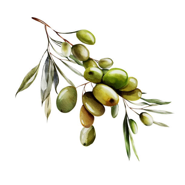 istock Watercolor branch with olives and green leaves. 1816575828