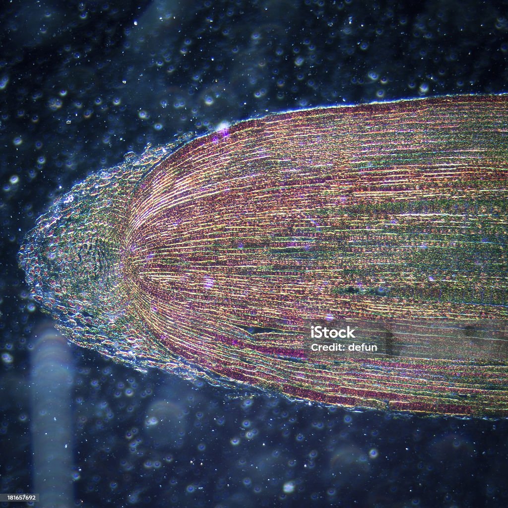 Micrografía planta punta de la raíz Célula de los tejidos - Foto de stock de Aumento a gran escala libre de derechos