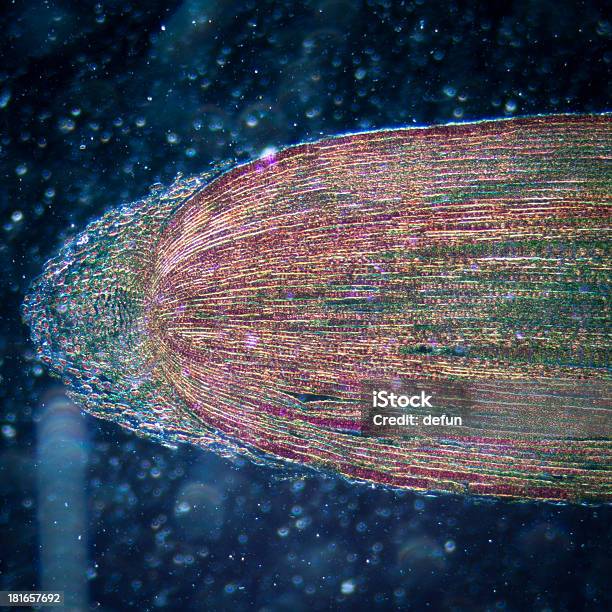 Micrografía Planta Punta De La Raíz Célula De Los Tejidos Foto de stock y más banco de imágenes de Aumento a gran escala