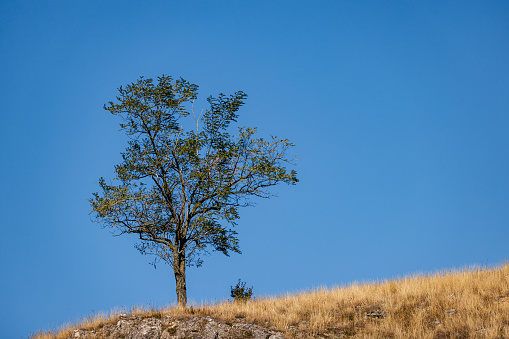 Small tree at the top of a rocky mountain in Serbia.