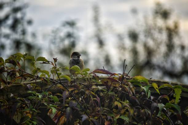istock Sparrow in a green hedge 1816583415