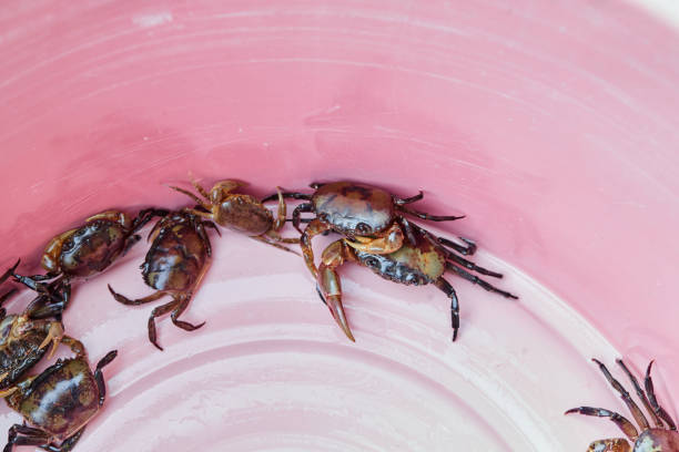 Close-up of field crab in basin