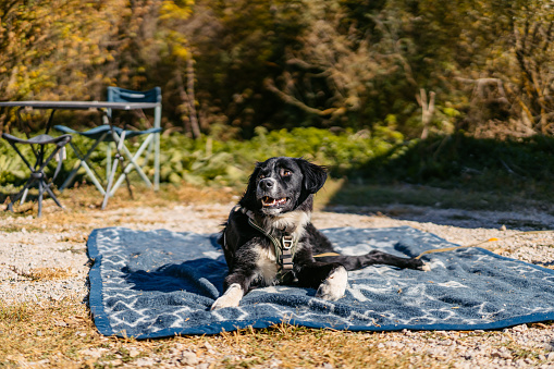 Beautiful black dog relaxing on the campsite in the mountain in Serbia.