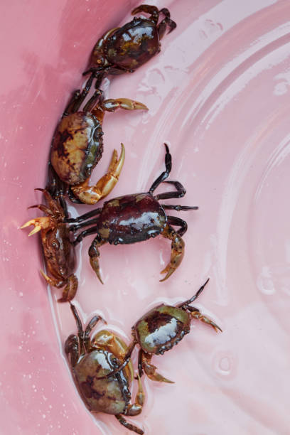 istock Close-up of field crab in basin 1816586076