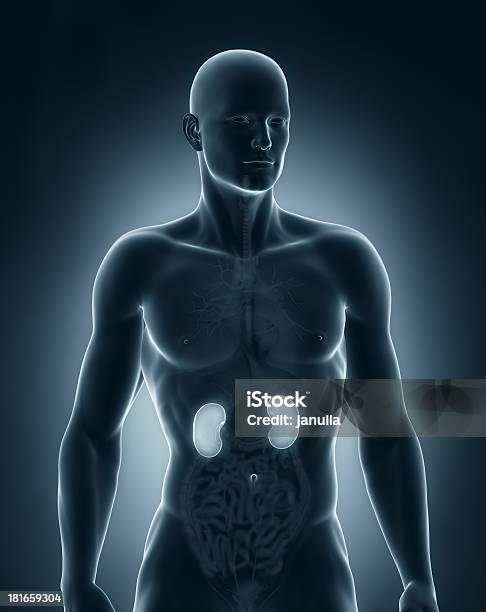 Мужской Почек Анатомия Anterior View — стоковые фотографии и другие картинки Анатомия - Анатомия, Болезнь, Боль