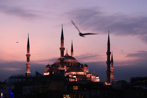 Blue Mosque with seagull at night