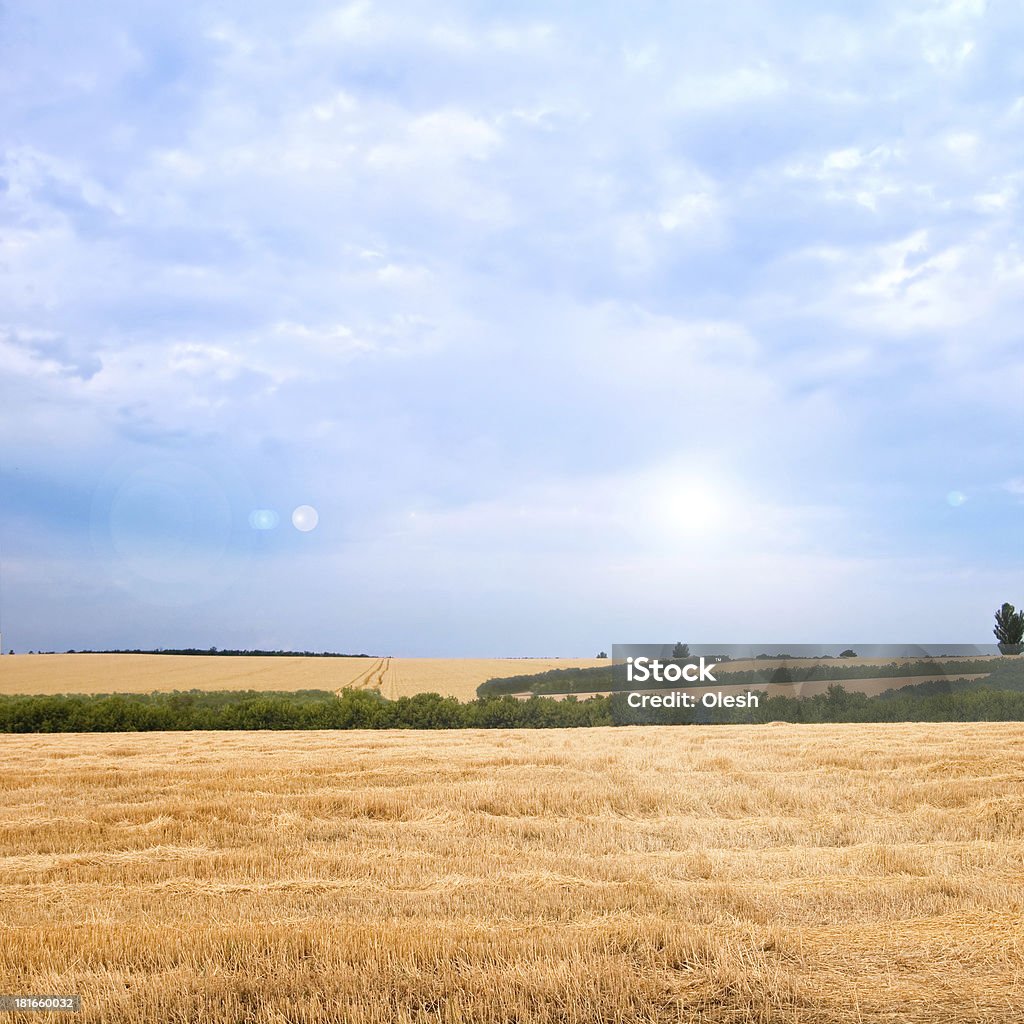 Trigo de oro - Foto de stock de Agricultura libre de derechos