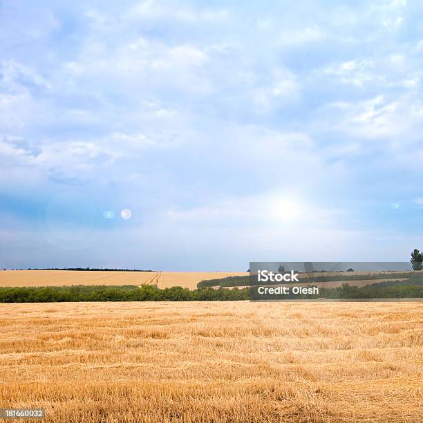 Trigo De Oro Foto de stock y más banco de imágenes de Agricultura - Agricultura, Aire libre, Ajardinado