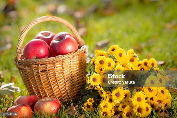 Cesta Com Maçãs Vermelhas No Outono - Fotografias de stock e mais imagens de Alimentação Saudável - Alimentação Saudável, Amarelo, Ao Ar Livre