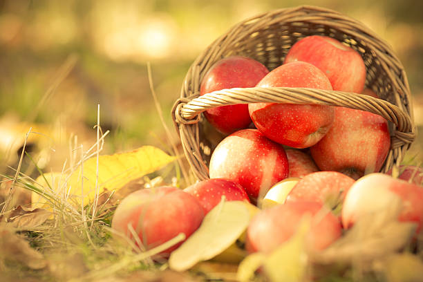 istock Basket full of red juicy apples 181660163