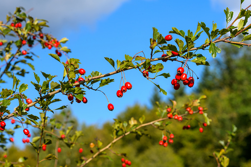 Autumn's Bounty: Close-Up of Hawthorn Bush with Red Ripe Berries in a German Biosphere Area, Vital Bird Food Source