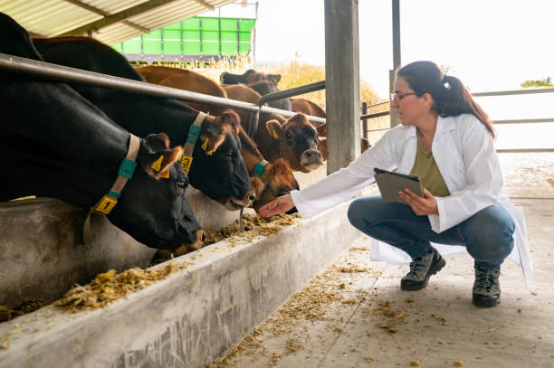 istock Veterinary feeding cows in a feeder at a cattle farm 1816609843