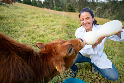 Happy Latin American veterinary feeding milk to a calf at a cattle farm - rural scene concepts
